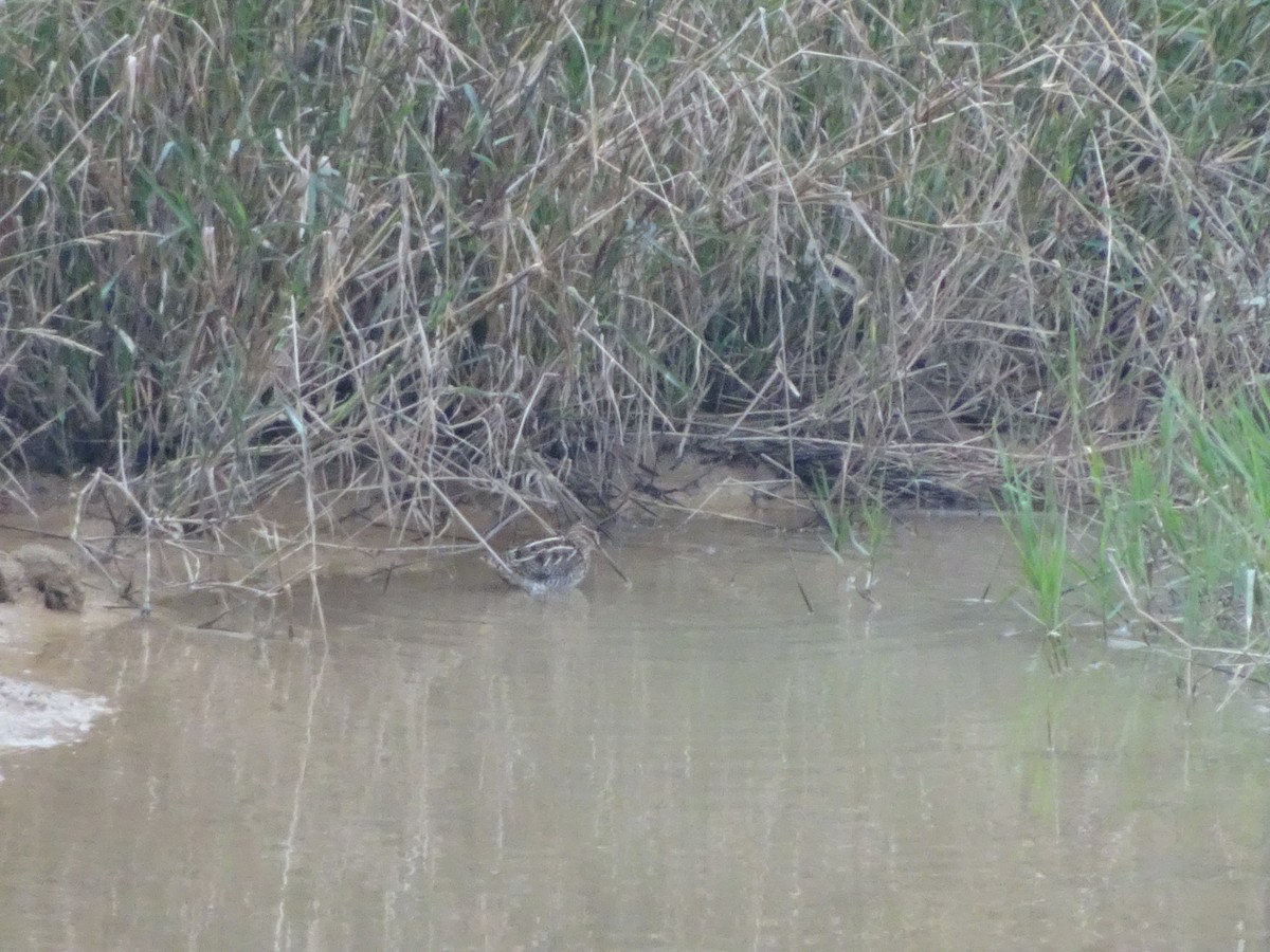 Common Snipe - Merganser Man