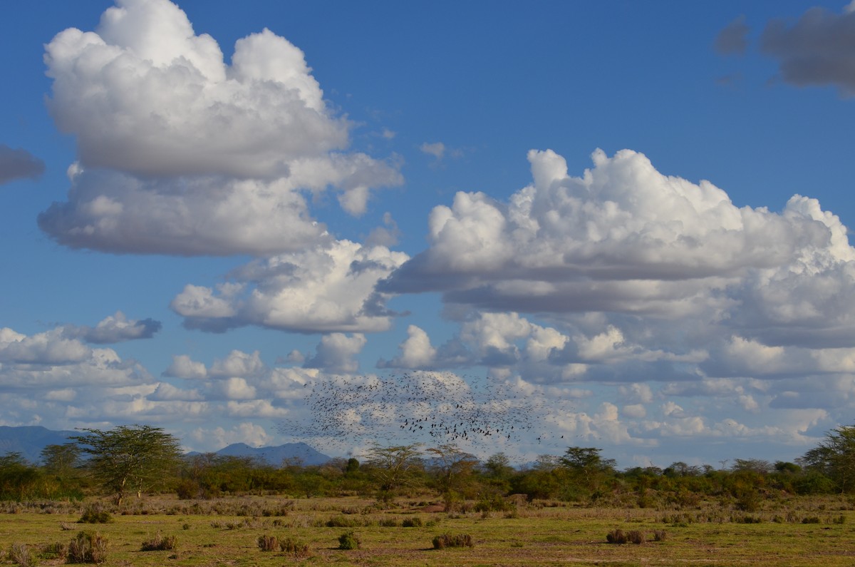 White-faced Whistling-Duck - ML41076931