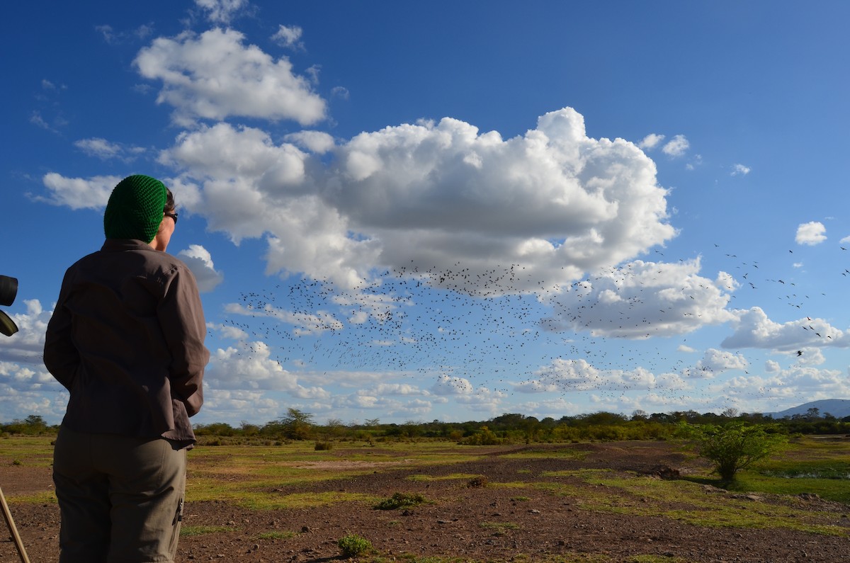 White-faced Whistling-Duck - ML41076941