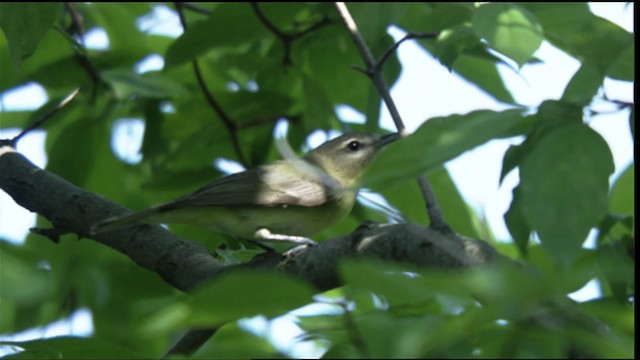 Philadelphia Vireo - ML410771