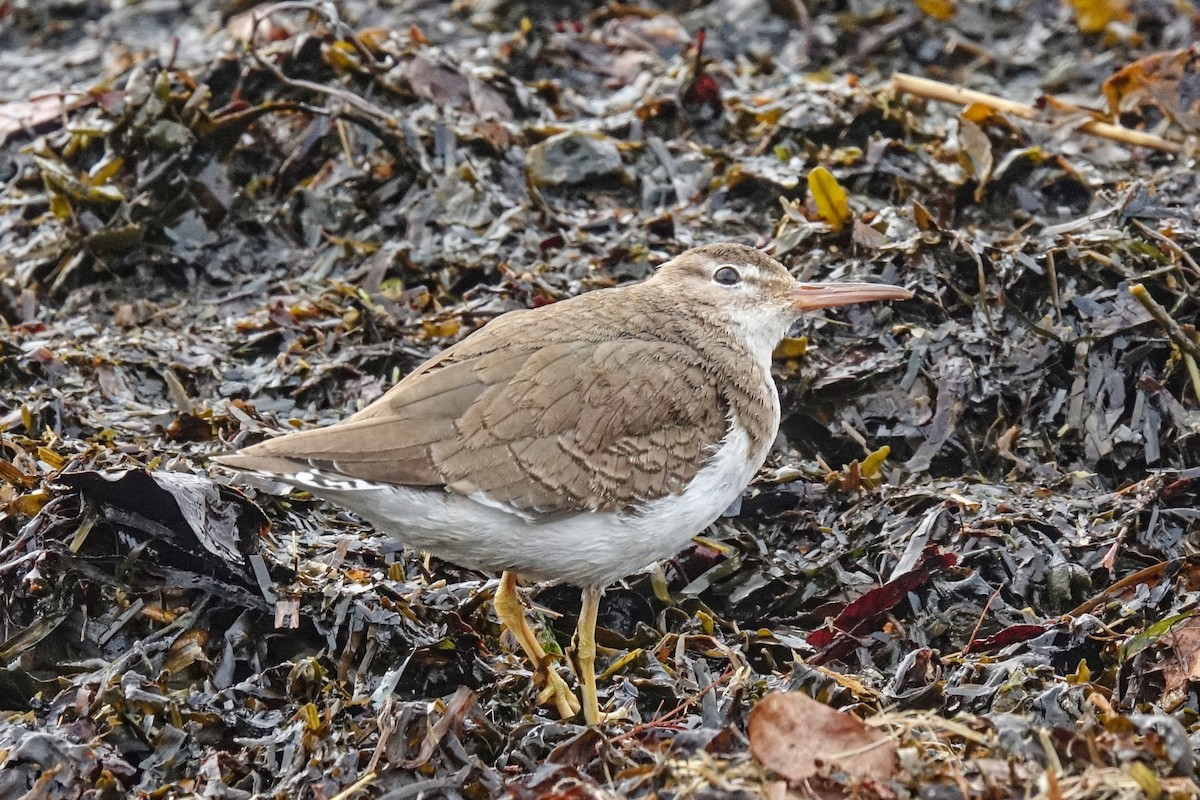 Spotted Sandpiper - ML410771051