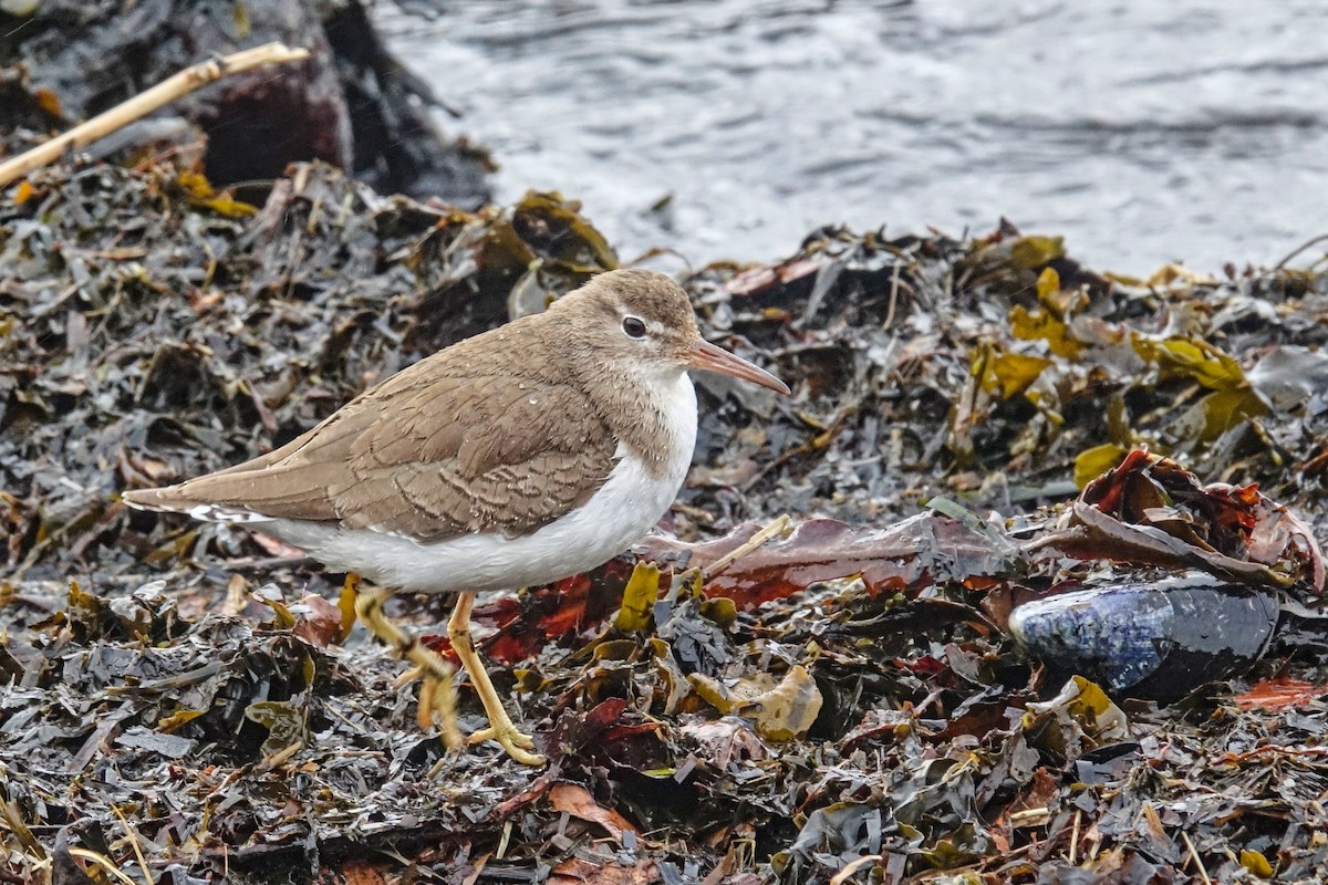 Spotted Sandpiper - ML410771071