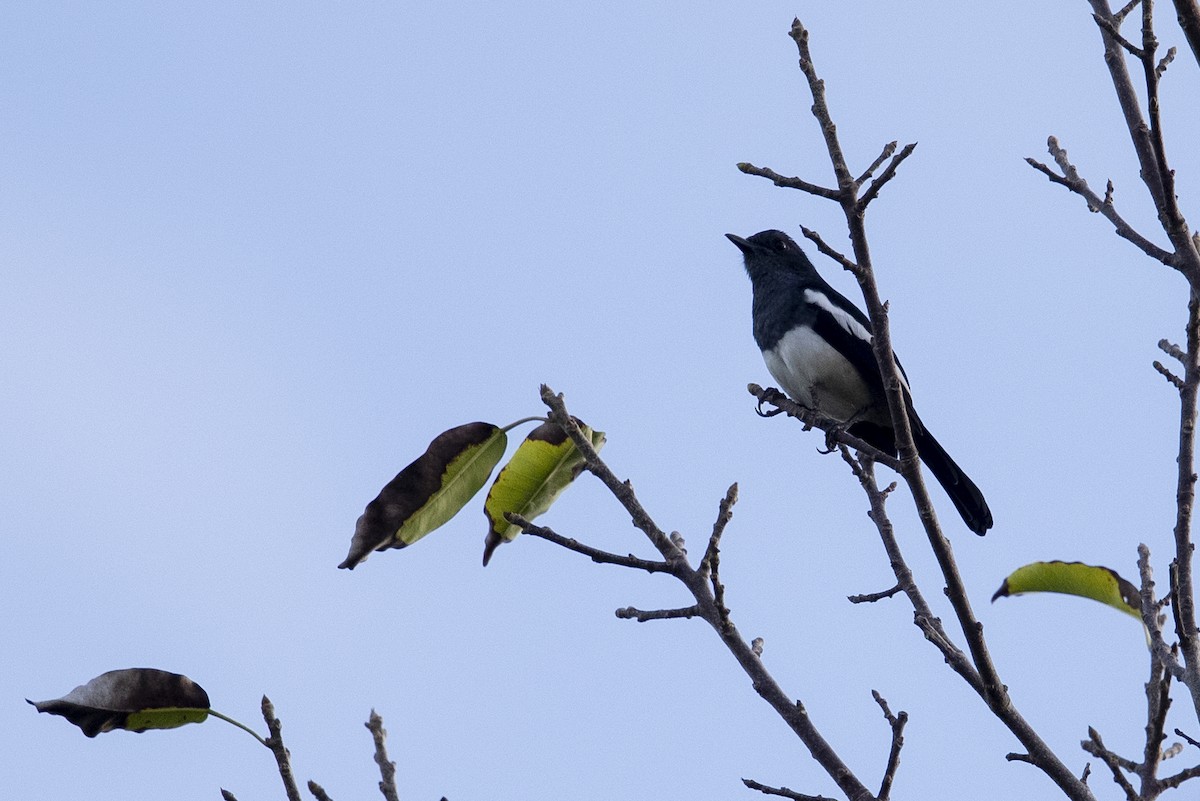 Philippine Magpie-Robin - Michael Stubblefield