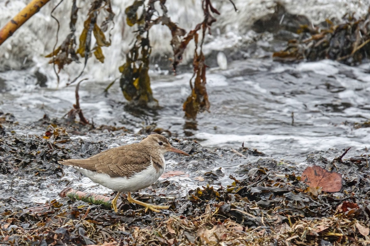 Spotted Sandpiper - ML410771111