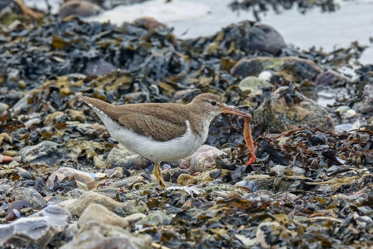 Spotted Sandpiper - ML410771131