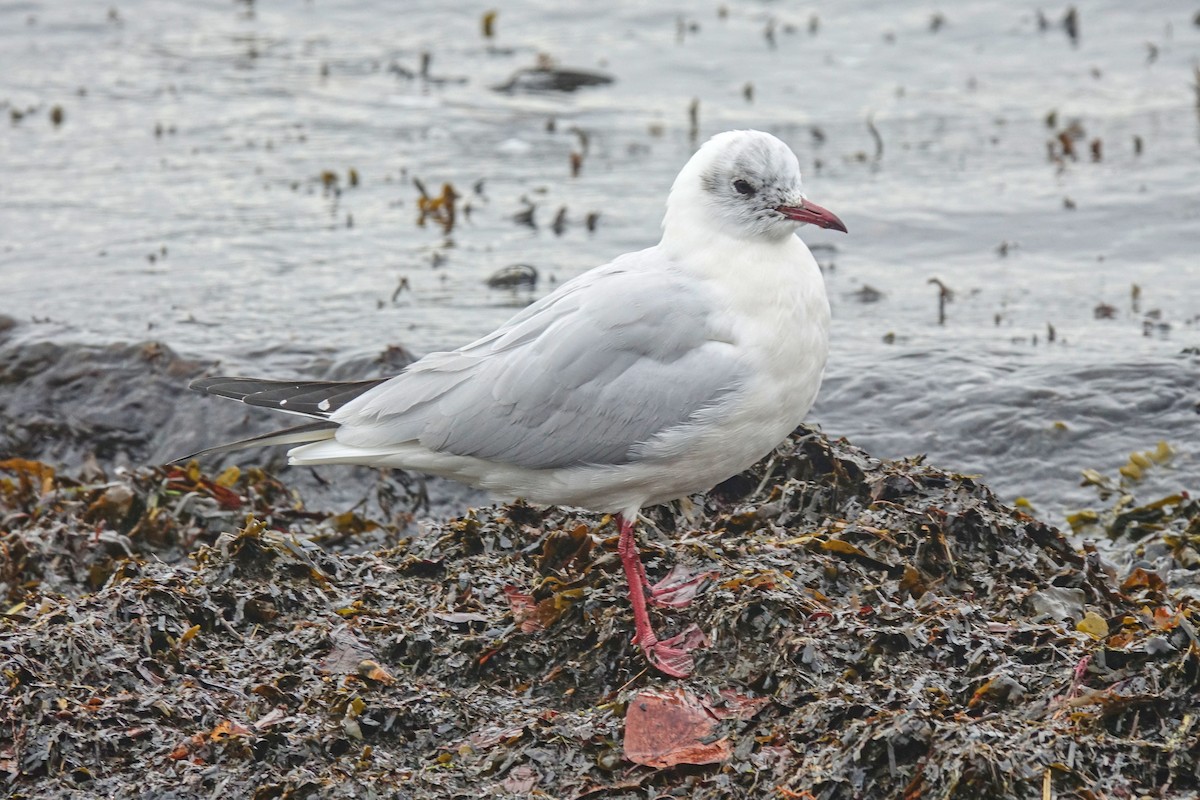 Black-headed Gull - ML410771231