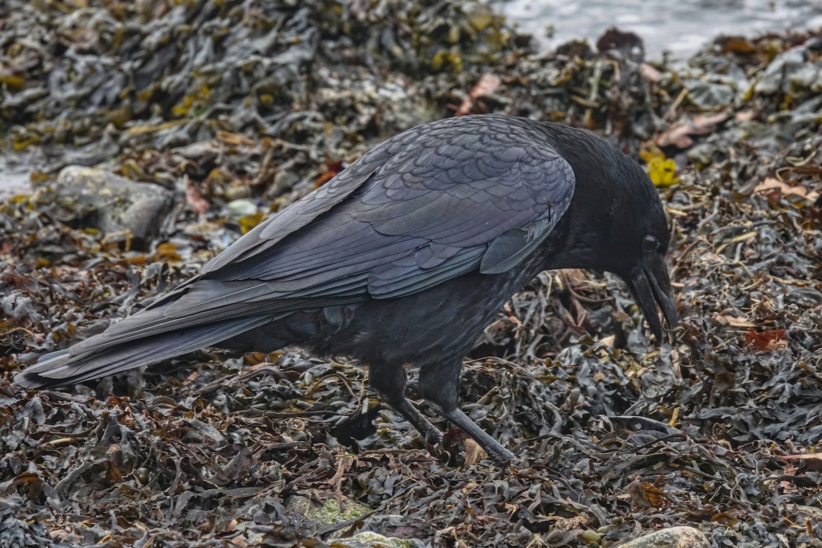 Carrion Crow - ML410771251