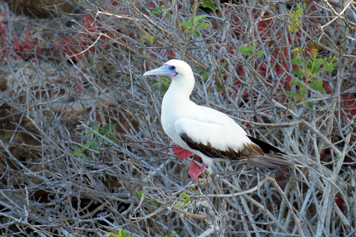 Red-footed Booby - ML41077191