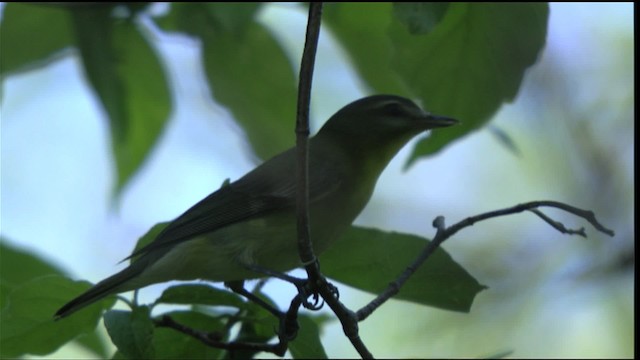 Philadelphia Vireo - ML410772