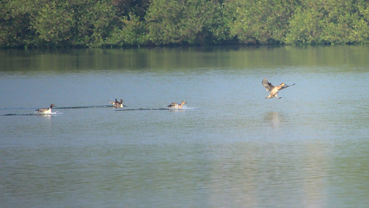 Northern Pintail - ML410772001