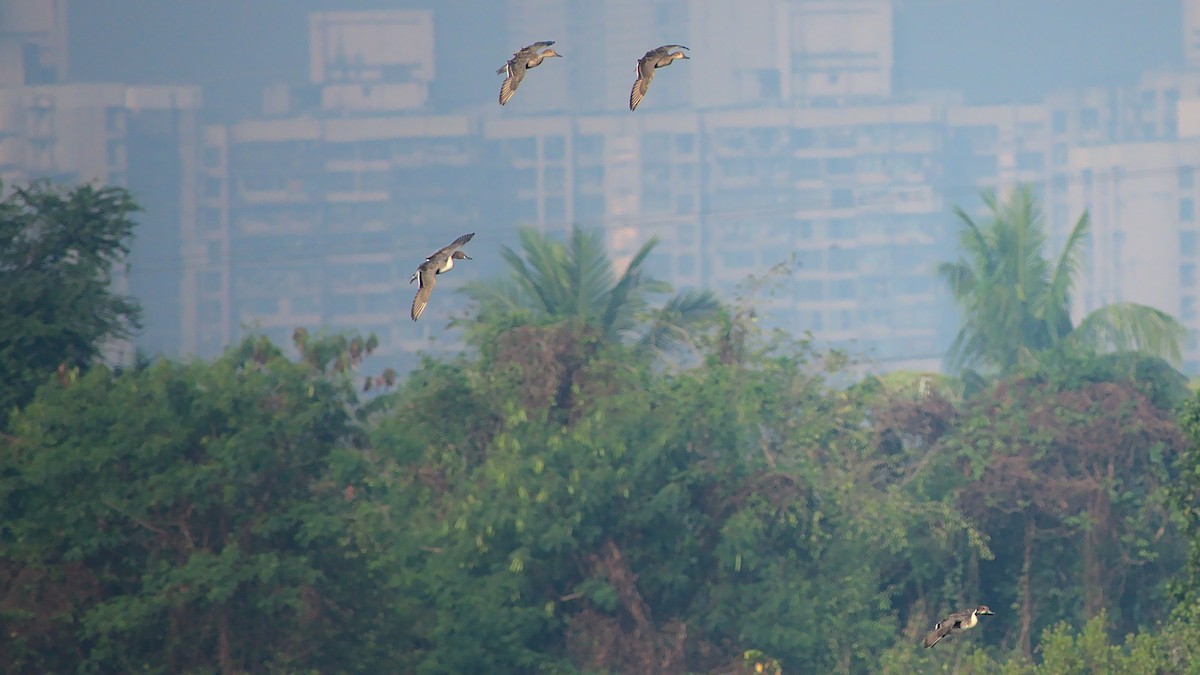 Northern Pintail - ML410772021