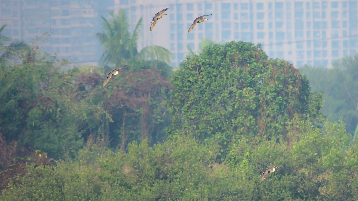 Northern Pintail - ML410772031