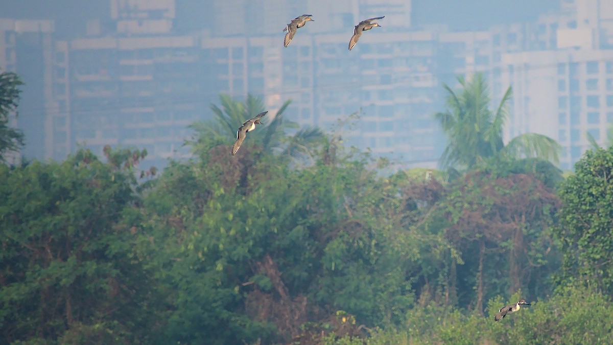 Northern Pintail - ML410772041