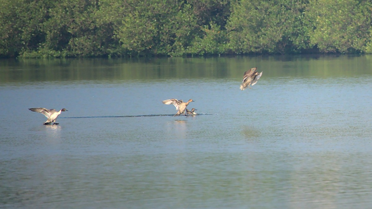 Northern Pintail - ML410772101