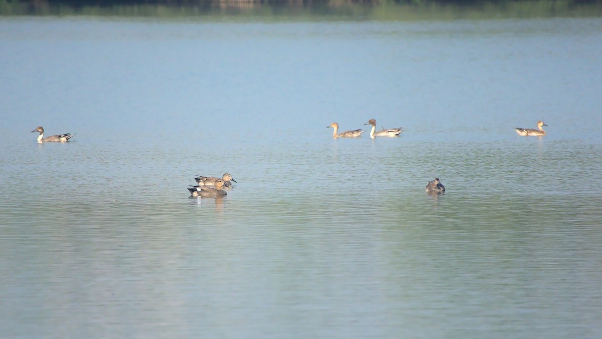 Northern Pintail - ML410772131