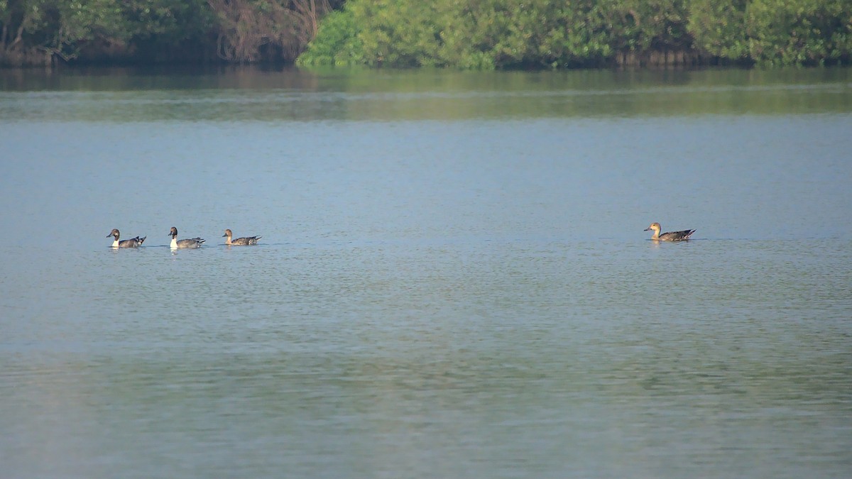 Northern Pintail - ML410772161