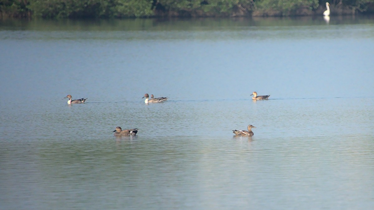 Northern Pintail - ML410772181