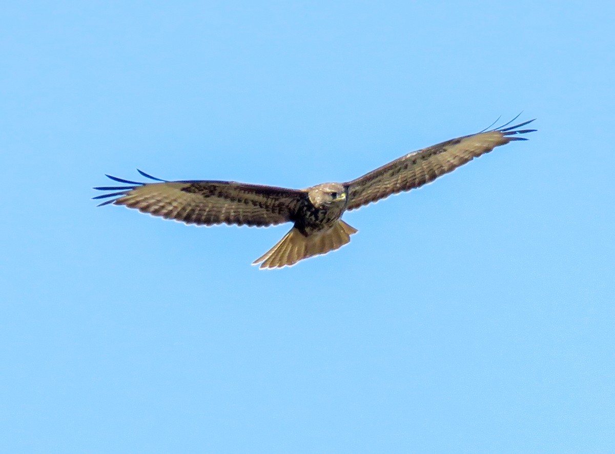 Common Buzzard (Steppe) - ML410772431