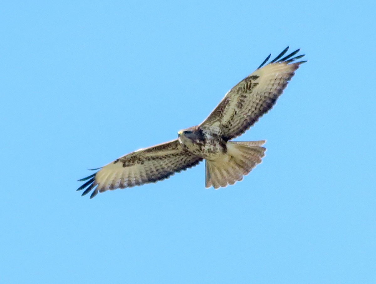 Common Buzzard (Steppe) - ML410772451