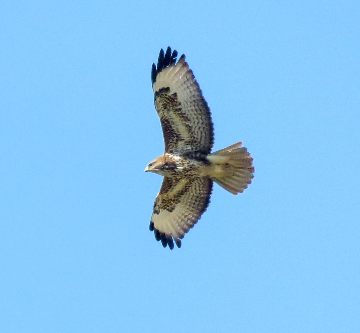 Common Buzzard (Steppe) - ML410772461