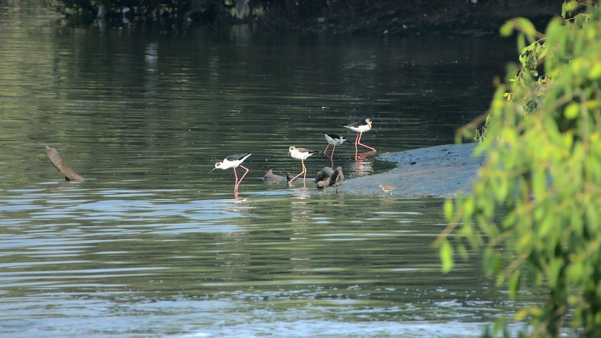 Black-winged Stilt - ML410775321