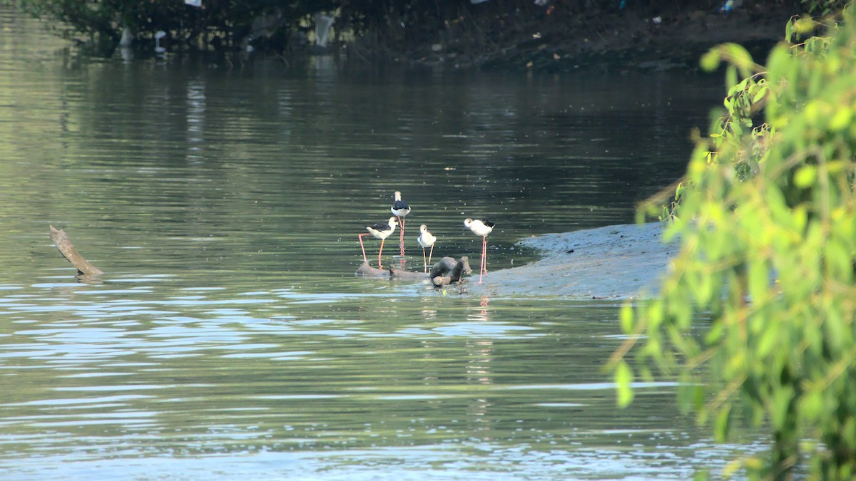 Black-winged Stilt - ML410775341