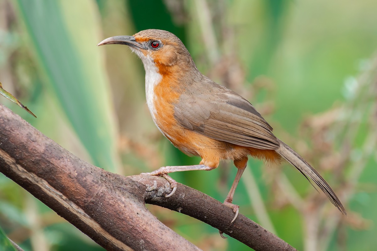 Rusty-cheeked Scimitar-Babbler - ML410776211