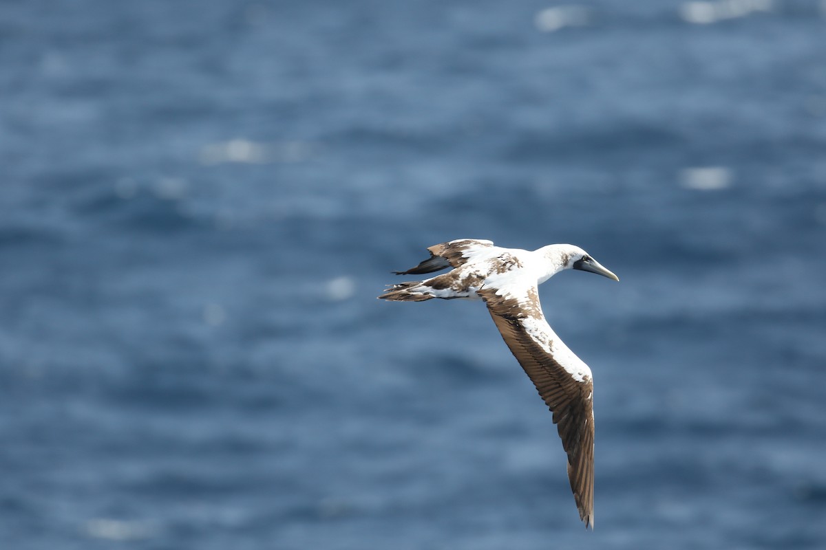Masked Booby - ML410776441