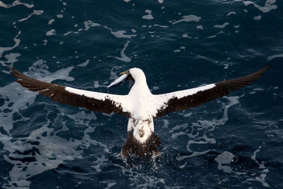 Masked Booby - ML410776471