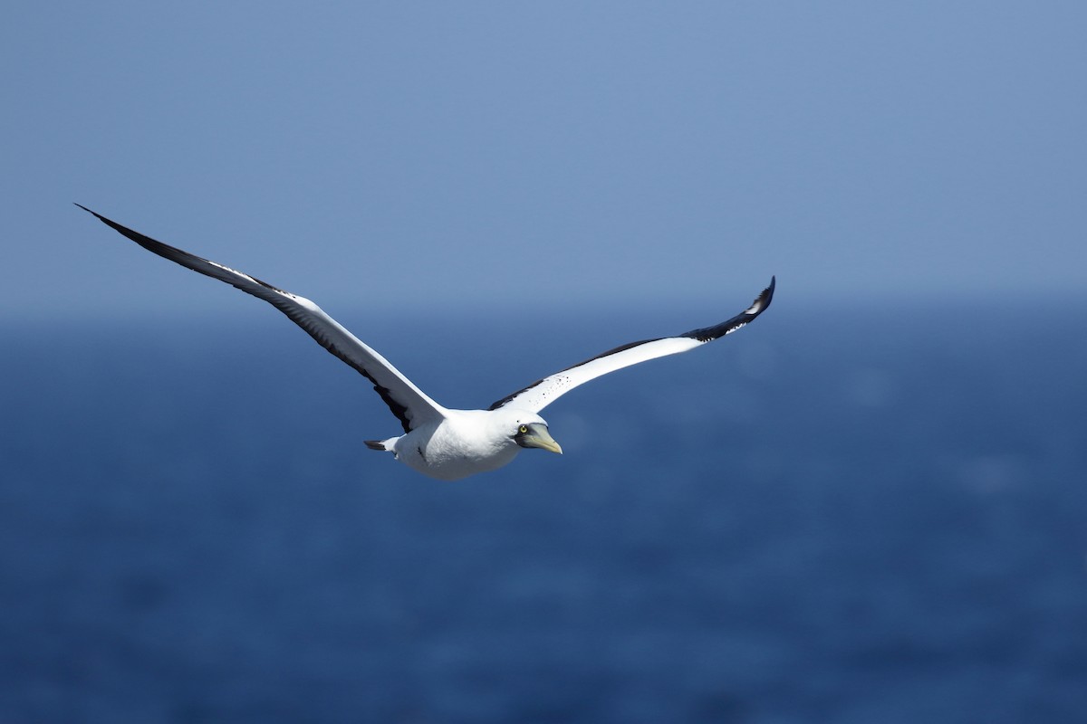 Masked Booby - ML410776481