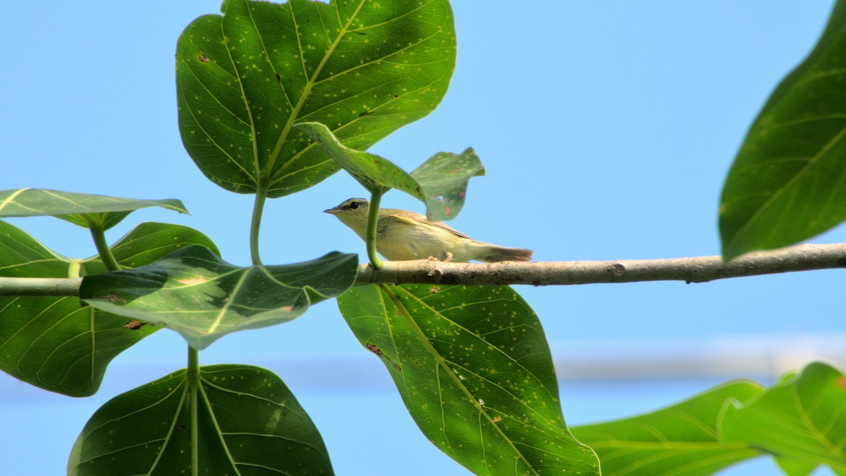 Green Warbler - ML410777151