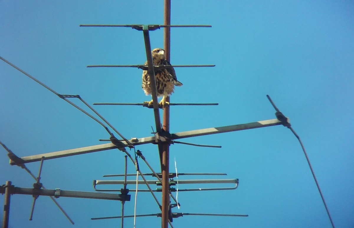 Harris's Hawk - ML410778121