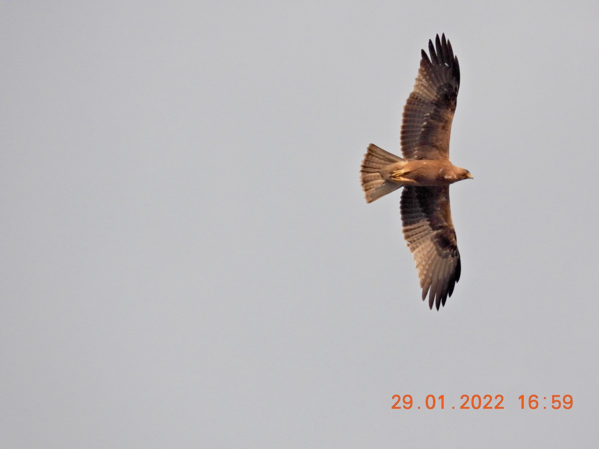 עיט גמדי - ML410779101