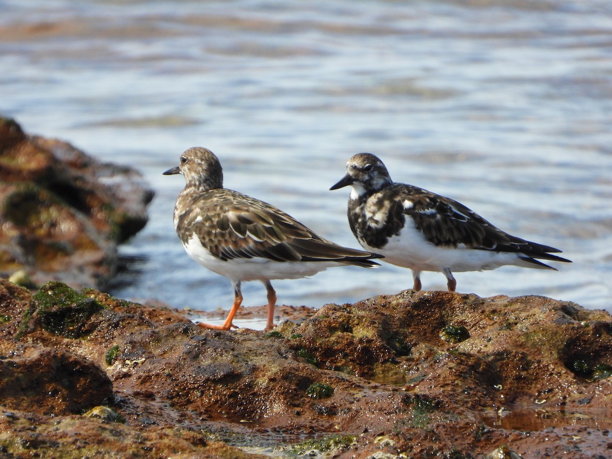 Ruddy Turnstone - ML410779351