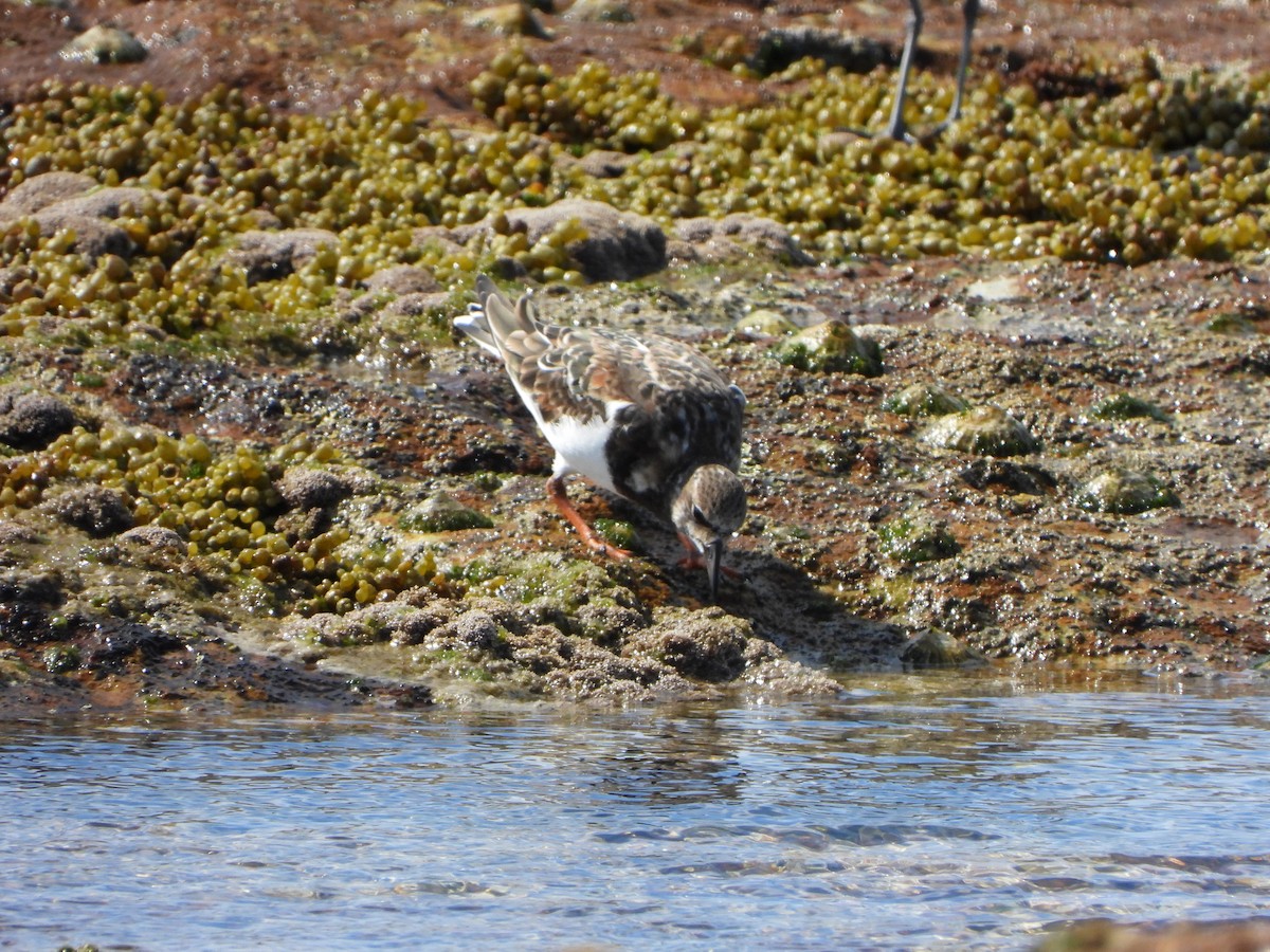 Ruddy Turnstone - ML410779371