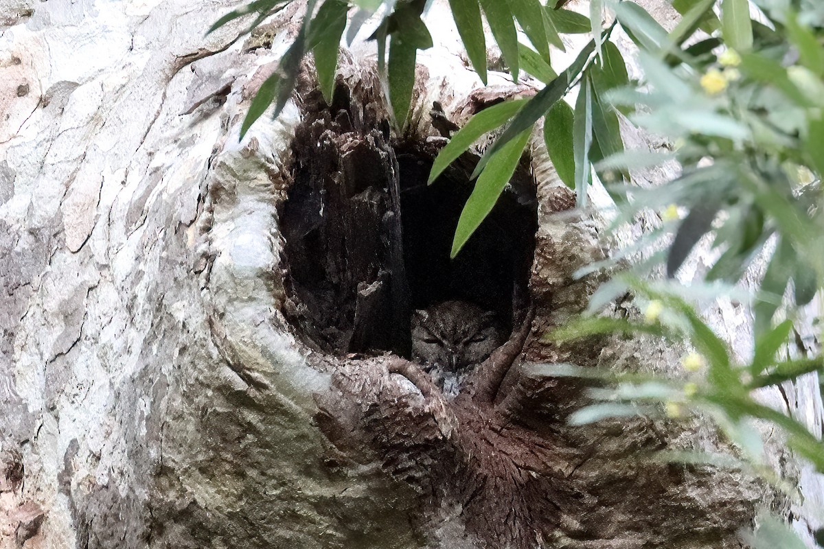 Western Screech-Owl - ML410780551