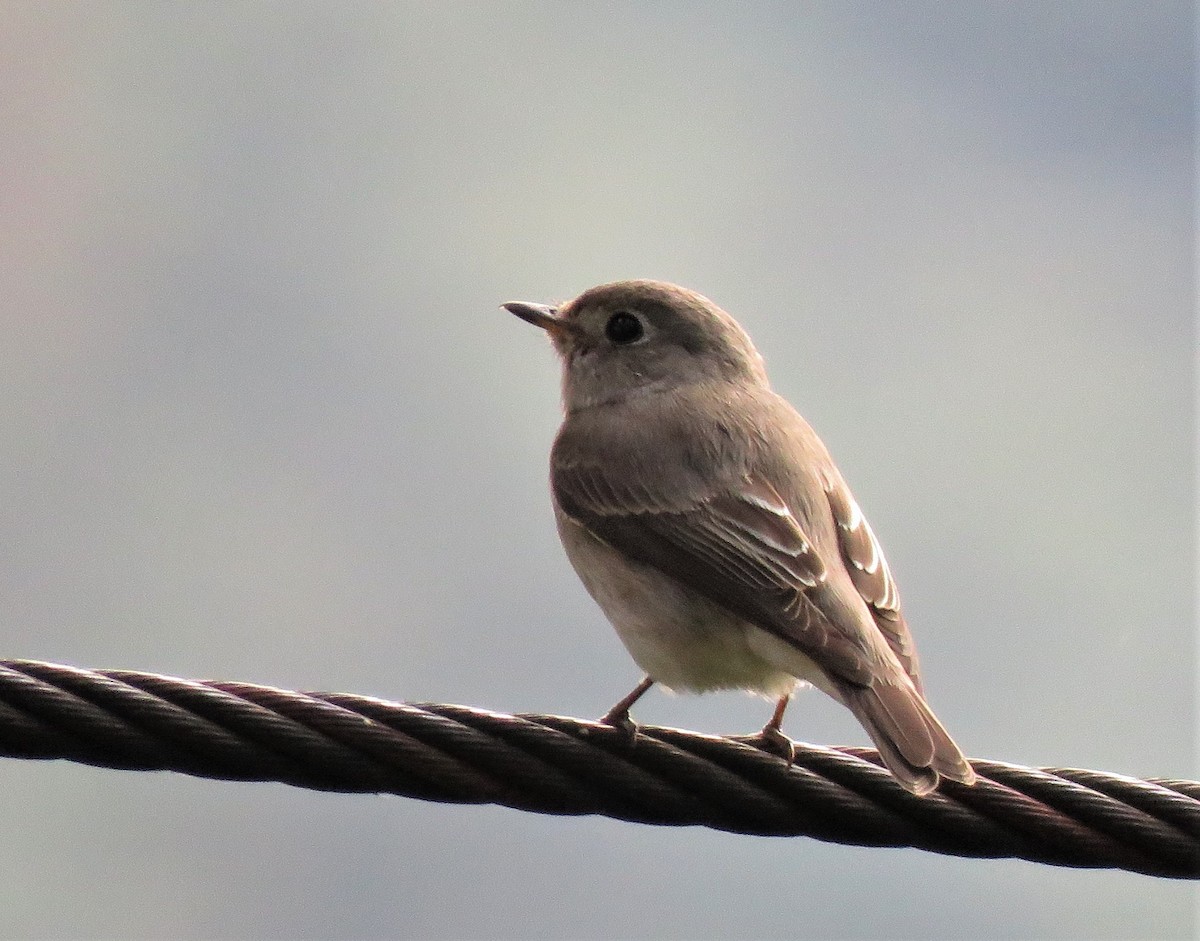 Asian Brown Flycatcher - ML410781831