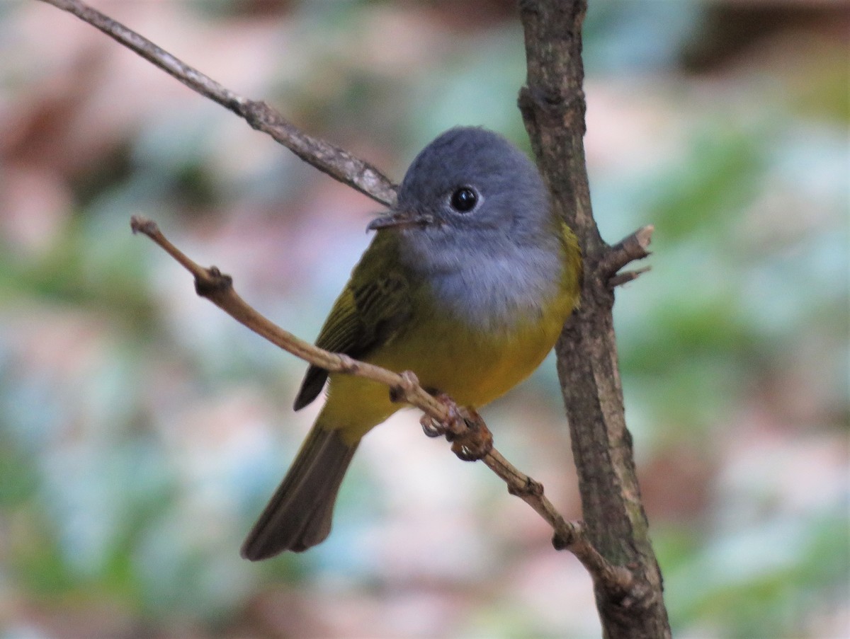 Gray-headed Canary-Flycatcher - ML410781921