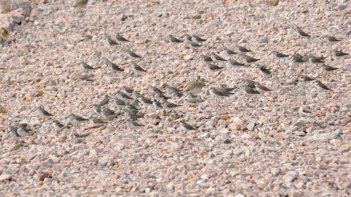 Siberian/Tibetan Sand-Plover - ML410783111