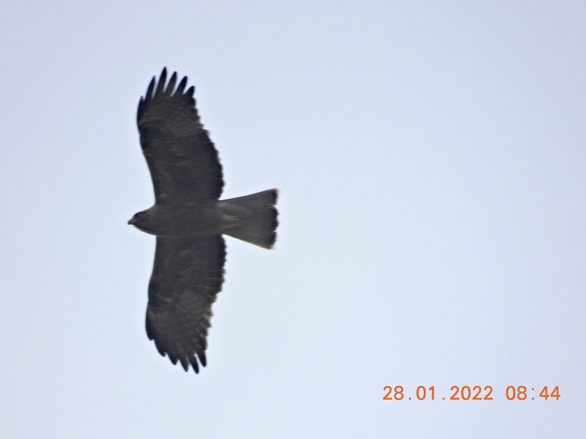 עיט גמדי - ML410784091