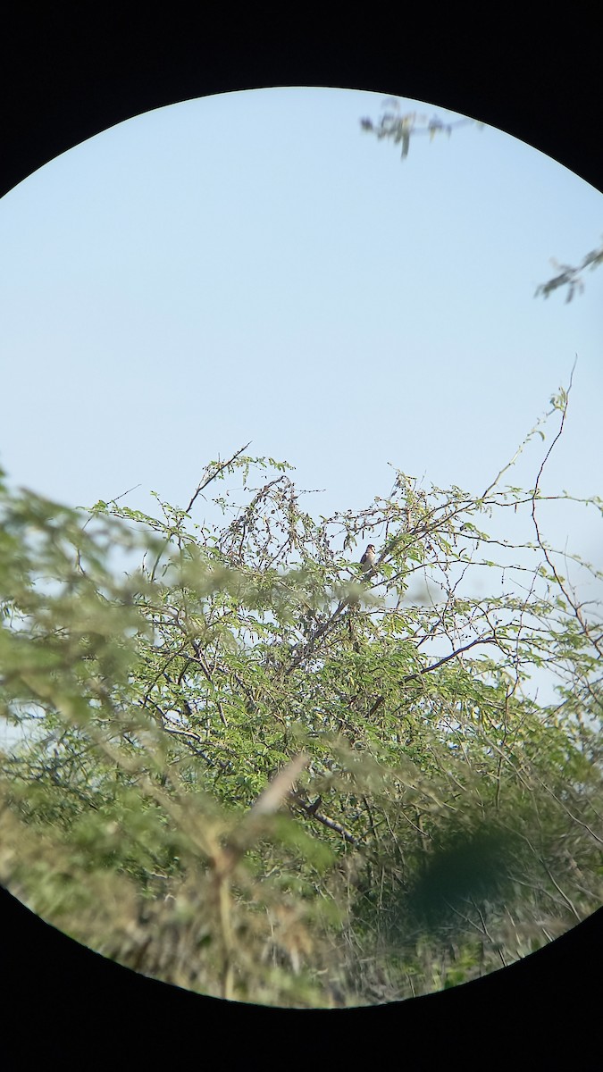 White-eared Bulbul - ML410784321