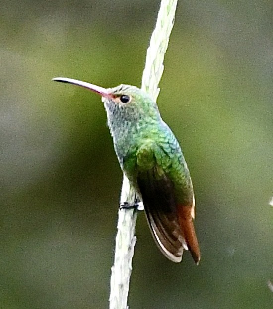 Rufous-tailed Hummingbird - ML410785051