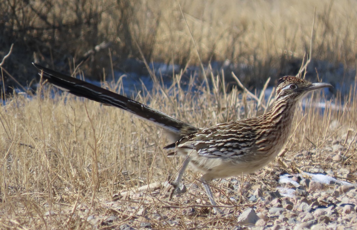 Greater Roadrunner - ML410787041