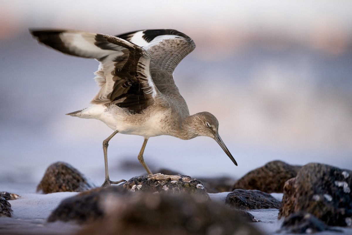 Willet - ML410787471