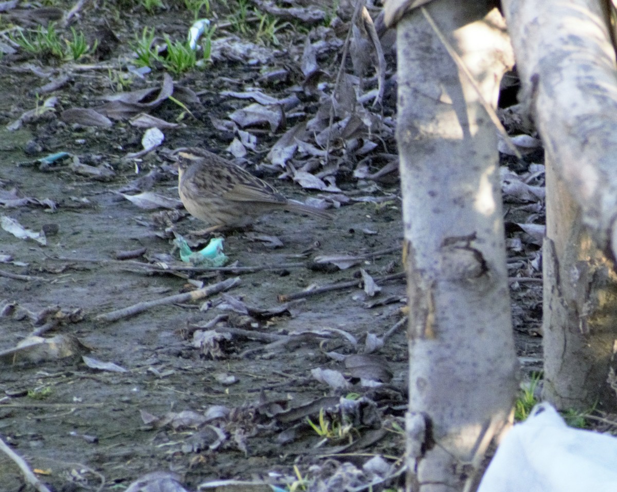 Black-throated Accentor - ML410788181