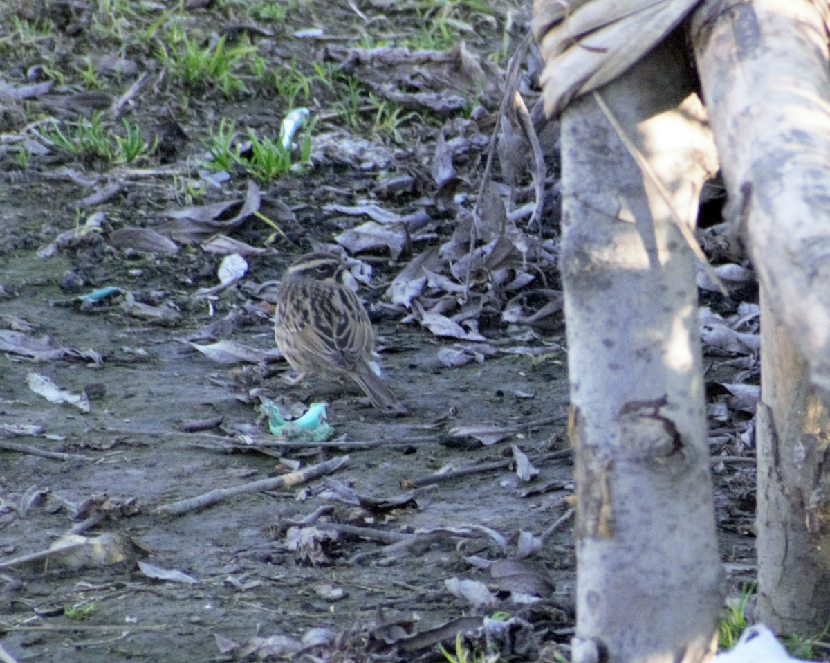 Black-throated Accentor - ML410788211