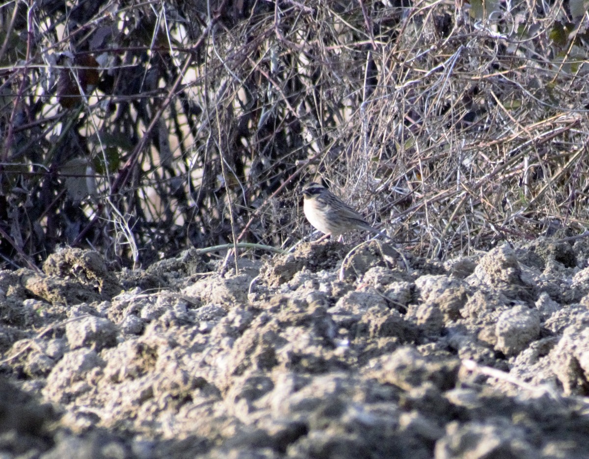 Black-throated Accentor - Mohammad Arif khan