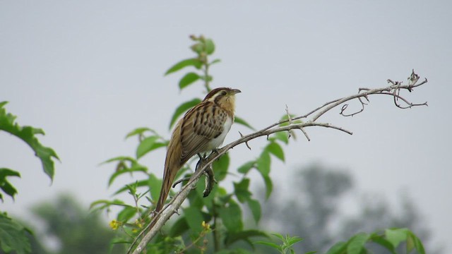 Striped Cuckoo - ML410790881