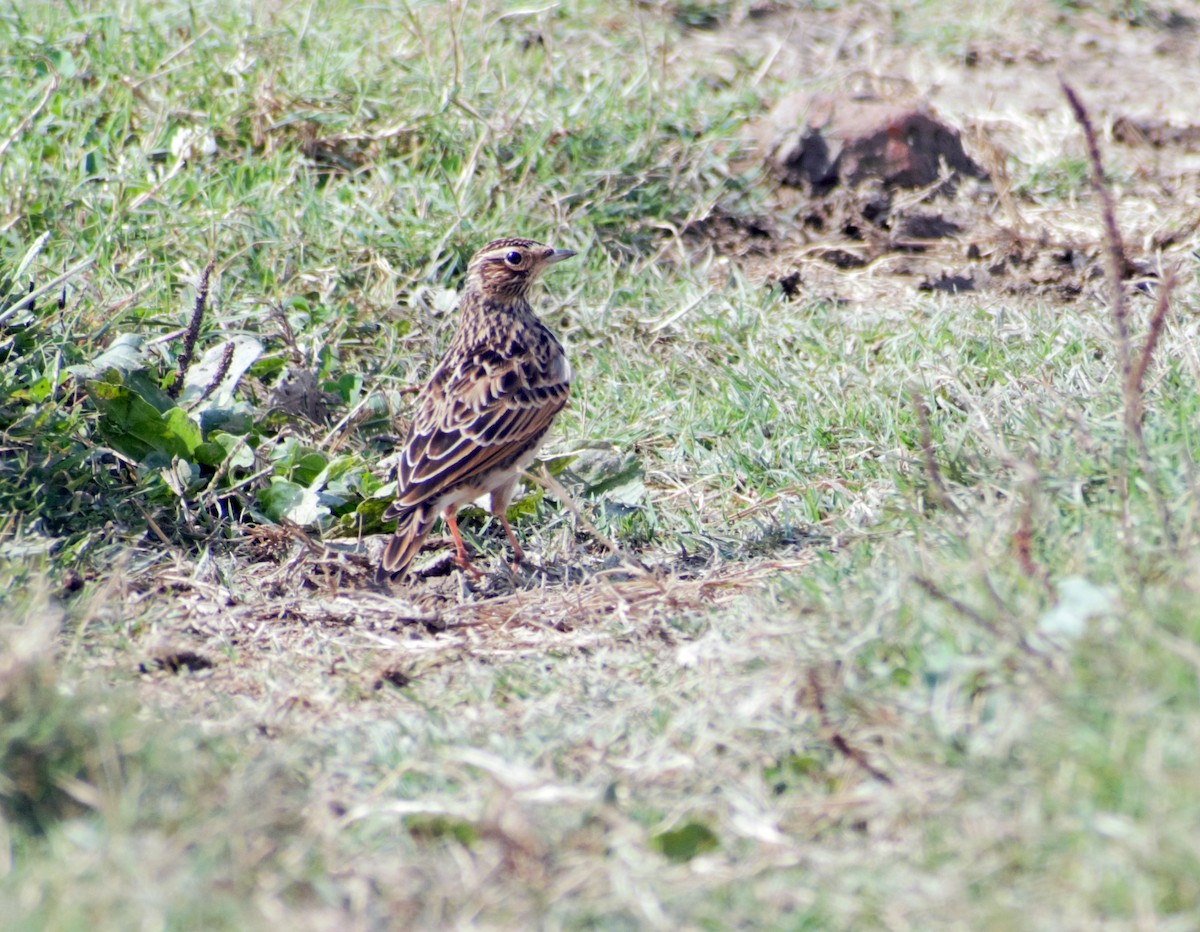 Oriental Skylark - ML410791601