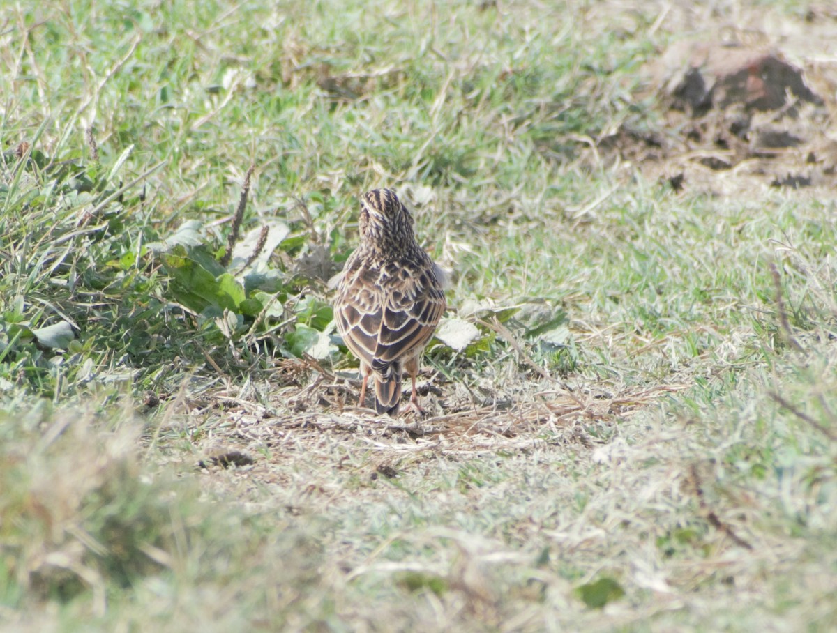 Oriental Skylark - ML410791651